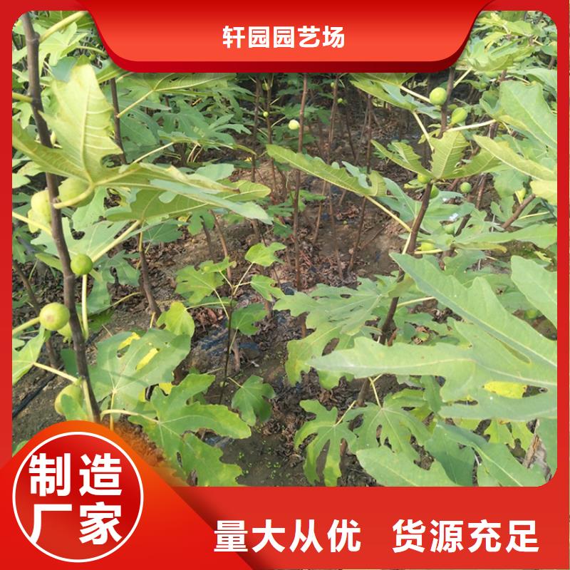 【无花果苹果苗可放心采购】