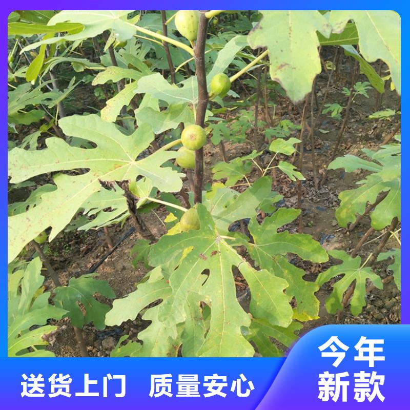无花果樱桃苗您想要的我们都有