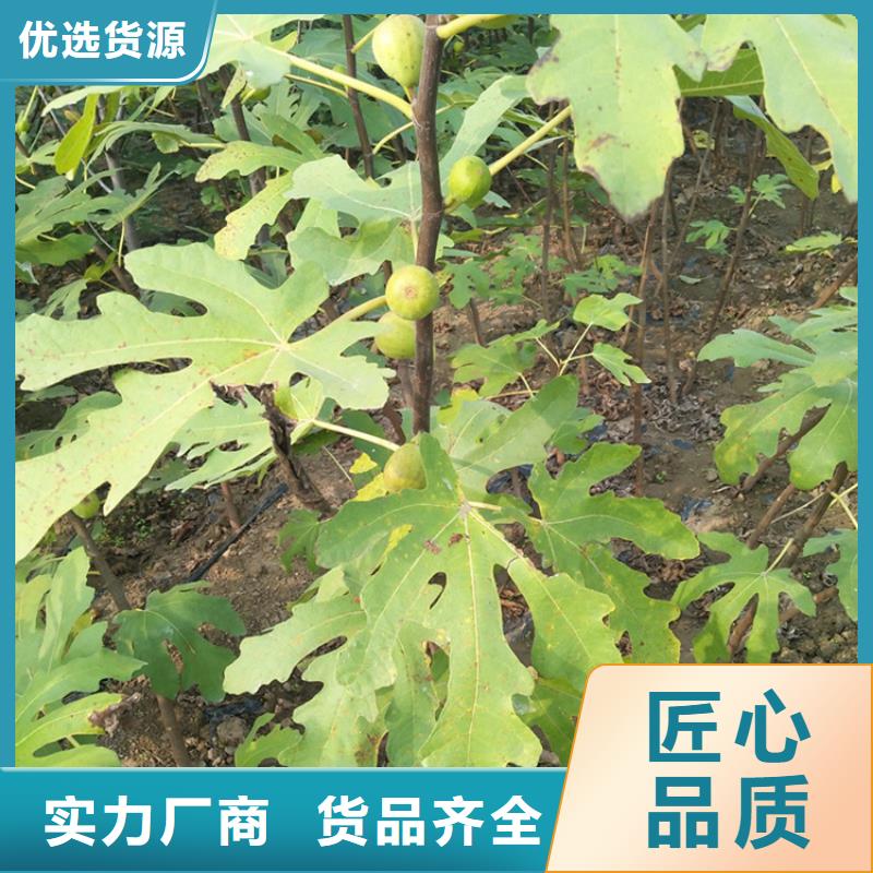 【无花果苹果苗一站式厂家】