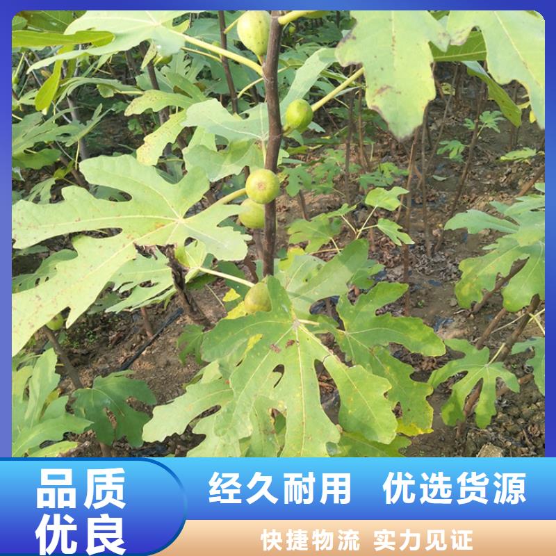 无花果樱桃苗好品质选我们