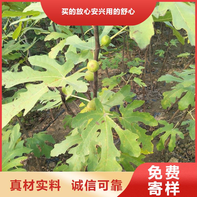 无花果苹果苗专业按需定制