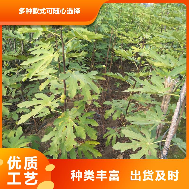 【无花果杏树苗库存量大】