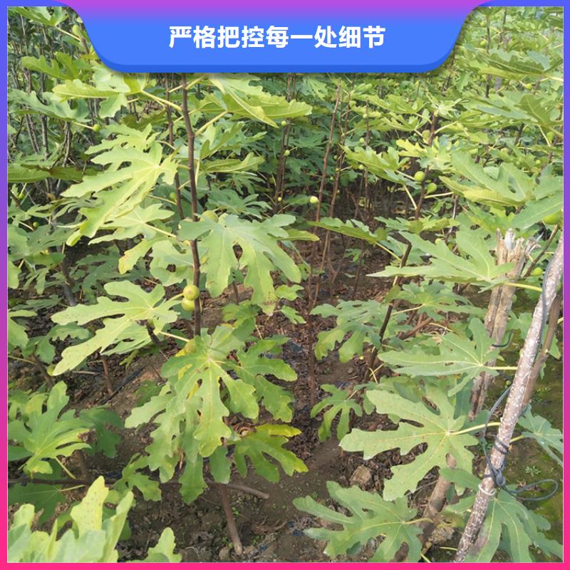 无花果3公分软籽石榴苗现货销售