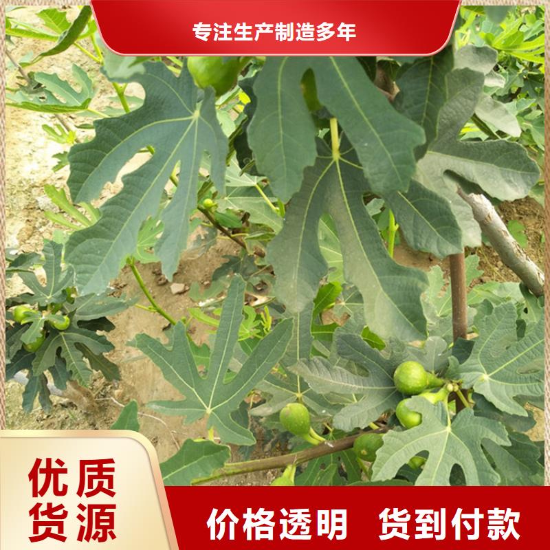 【无花果梨树苗保质保量】