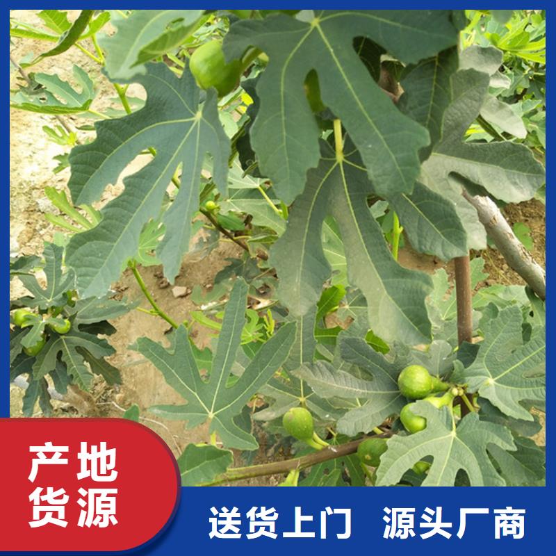 无花果樱桃苗您想要的我们都有