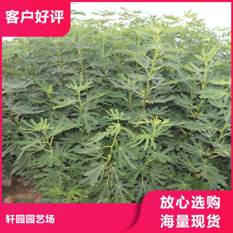 【无花果石榴树来图定制】