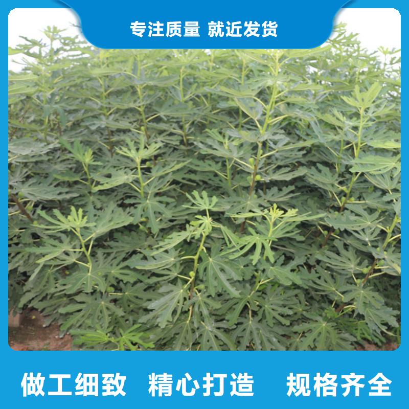 无花果樱桃苗您想要的我们都有