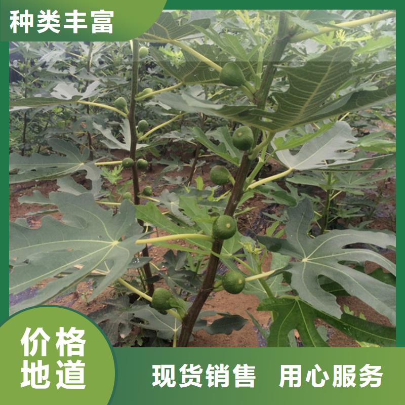 无花果_樱桃苗售后无忧