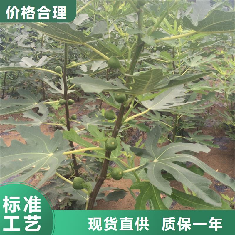 无花果3公分软籽石榴苗现货销售