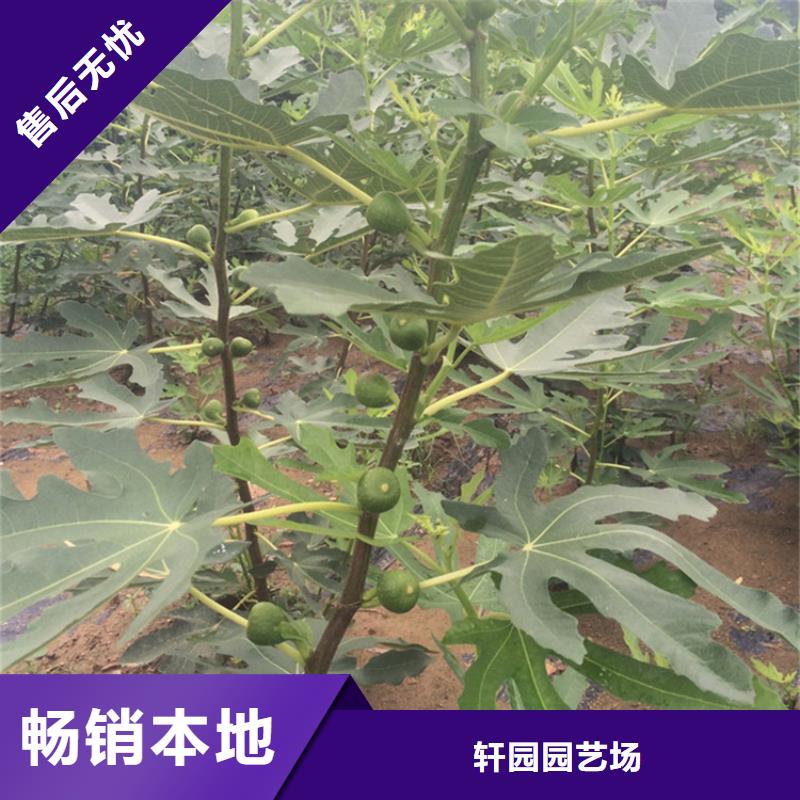 无花果樱桃苗价格有优势