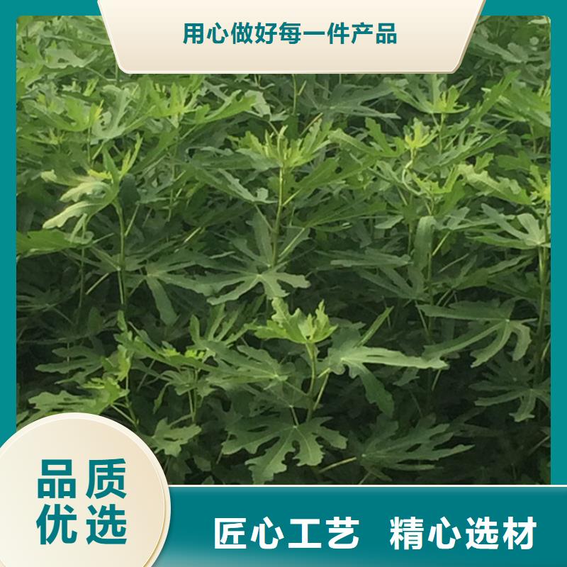无花果玛瑙红石榴苗售后无忧