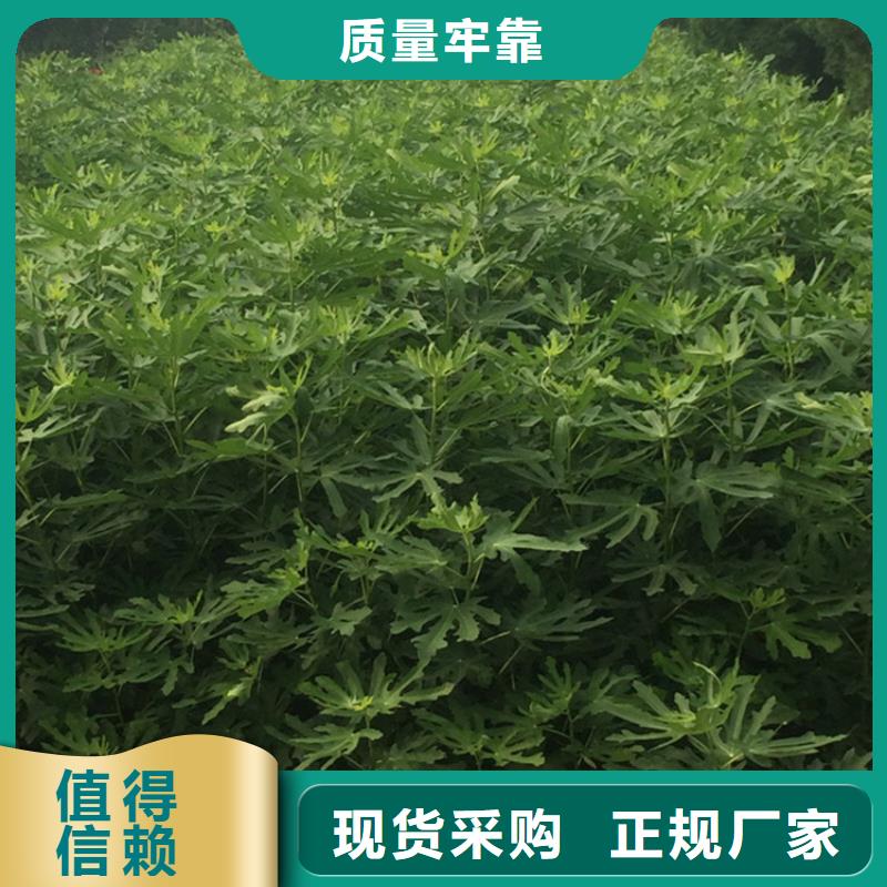 无花果,樱桃苗诚信经营