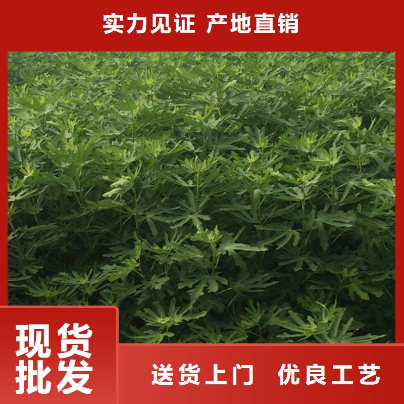 无花果花椒苗价格实惠