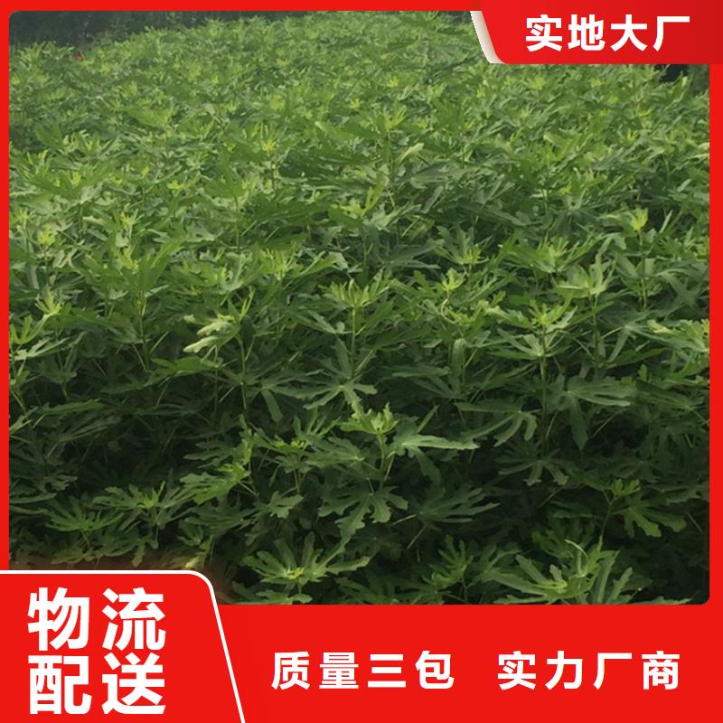 无花果樱桃苗价格有优势