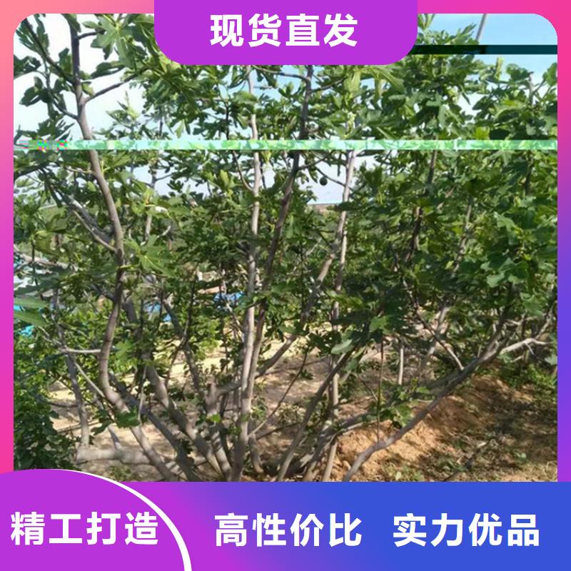 无花果西瓜苗放心得选择