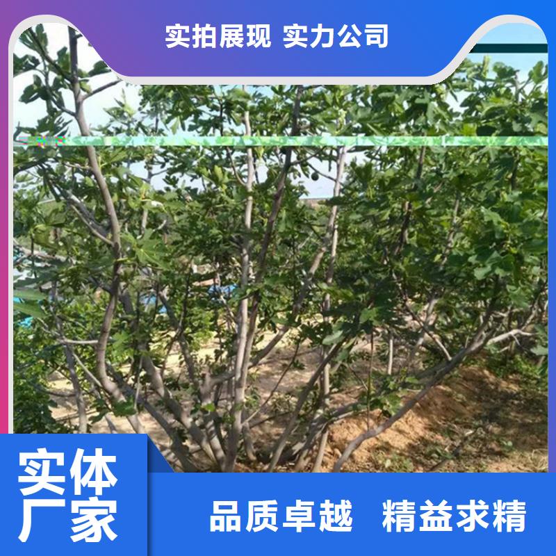 无花果樱桃苗价格有优势