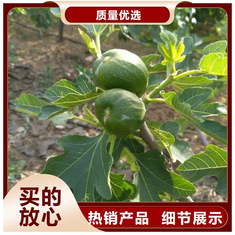 无花果玛瑙红石榴苗售后无忧