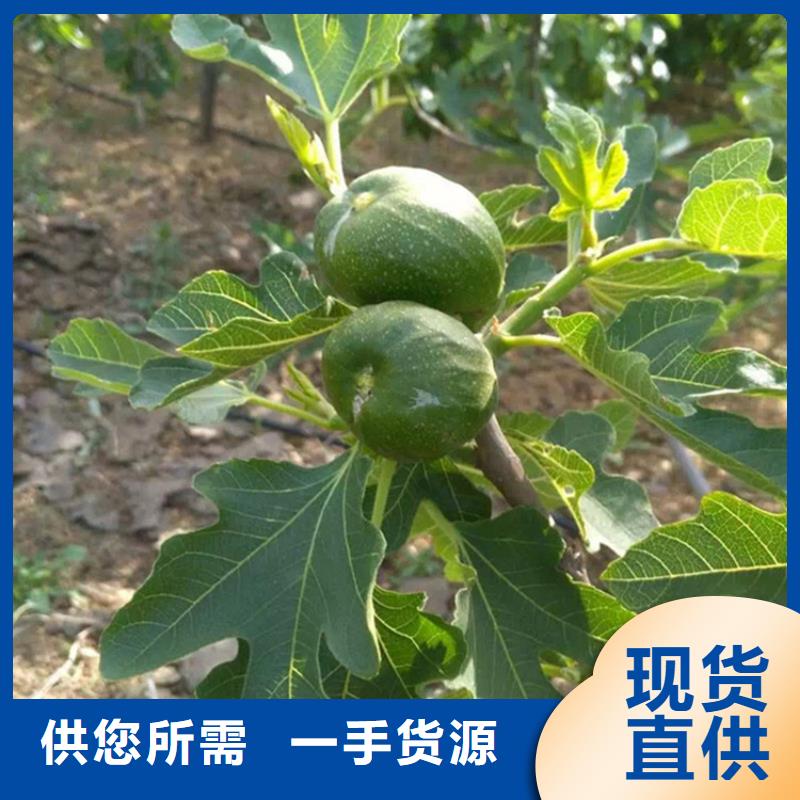 【无花果】_桃树苗用好材做好产品