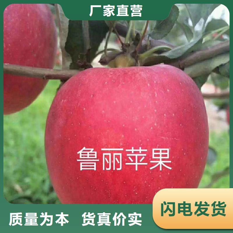 苹果苹果苗实体厂家
