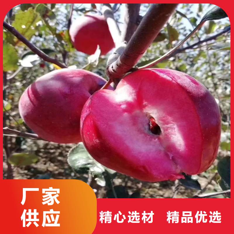 苹果梨树苗型号齐全