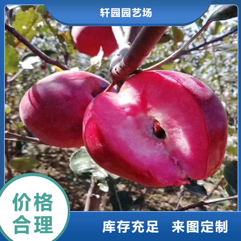 【苹果】葡萄苗快捷的物流配送