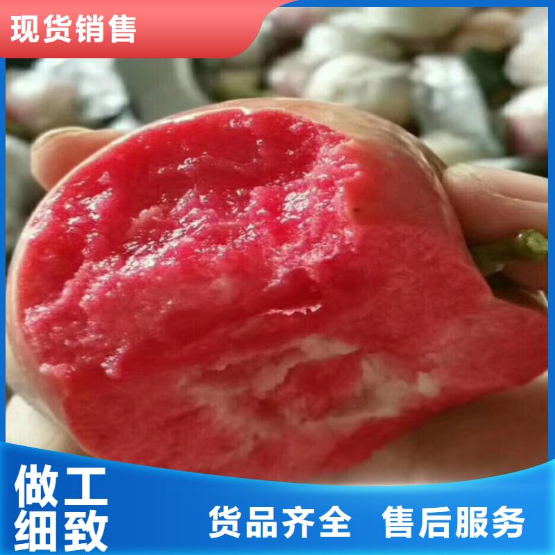 【苹果_苹果苗经验丰富品质可靠】