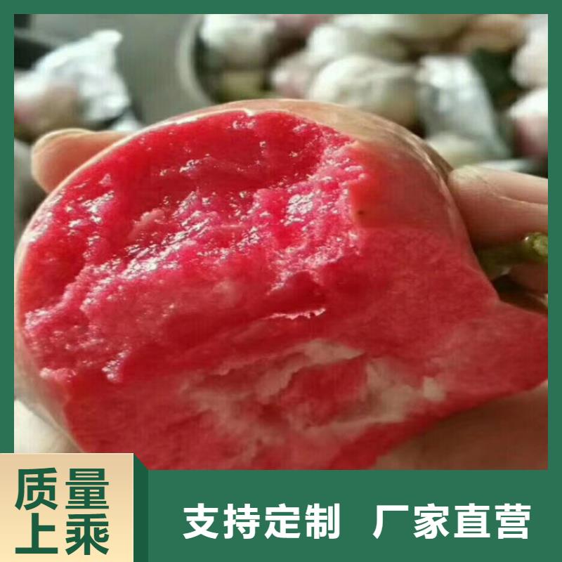 苹果苹果苗实体厂家