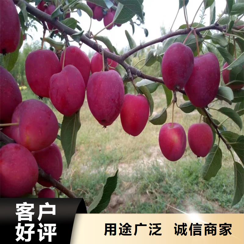 【苹果苹果苗现货充裕】