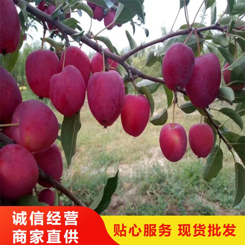 苹果,【石榴树】工艺成熟