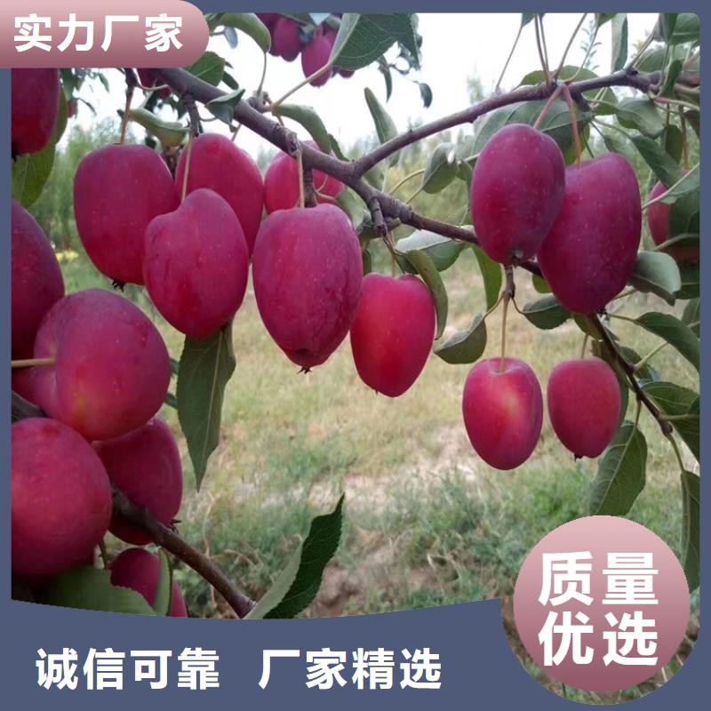 苹果【樱桃苗】甄选好厂家