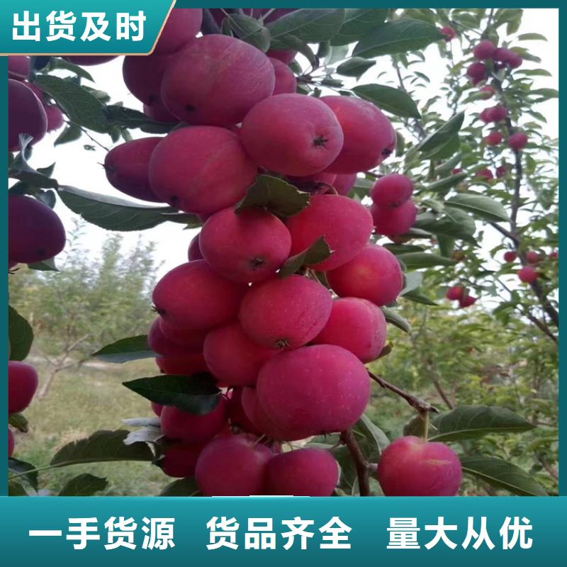 苹果_苹果苗品质无所畏惧