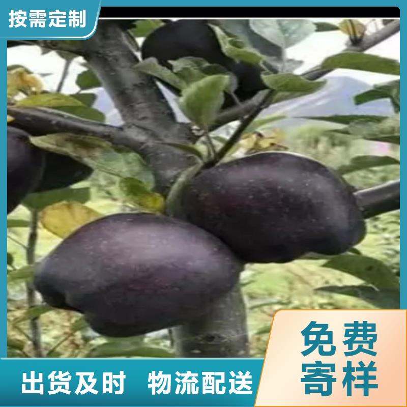 苹果樱桃苗送货上门