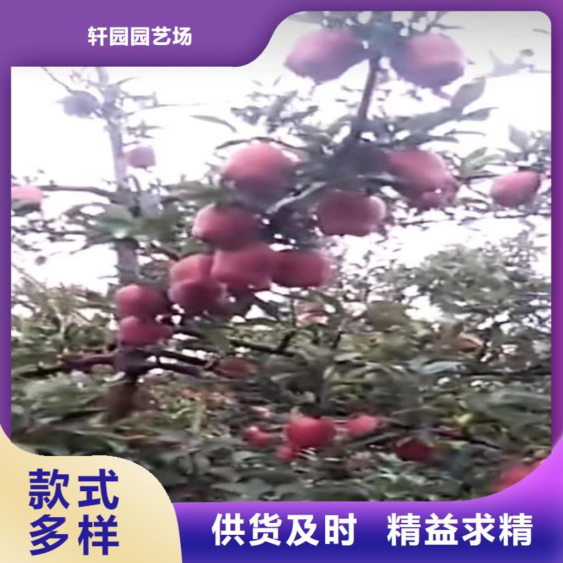 【苹果苹果苗现货充裕】