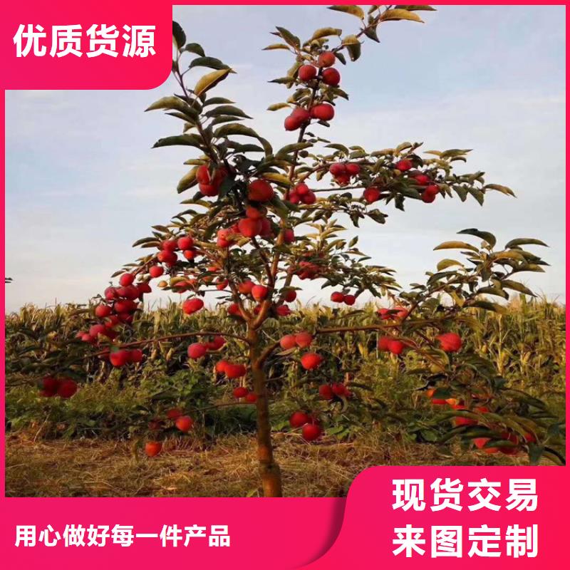 苹果樱桃苗多年实力厂家
