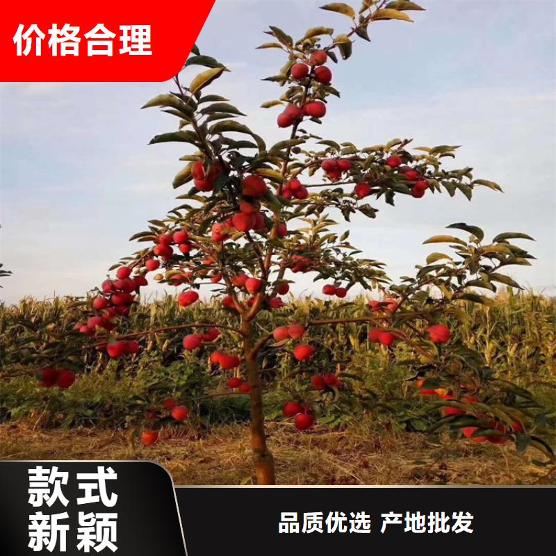苹果苹果苗实体厂家