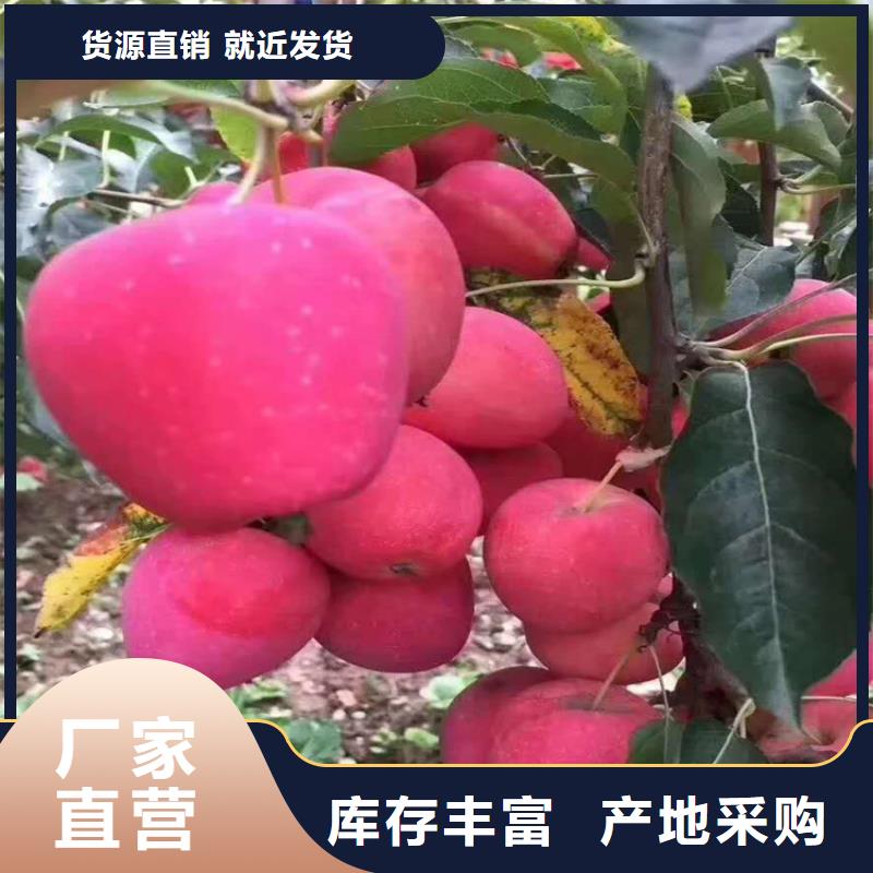 苹果樱桃苗质检合格出厂