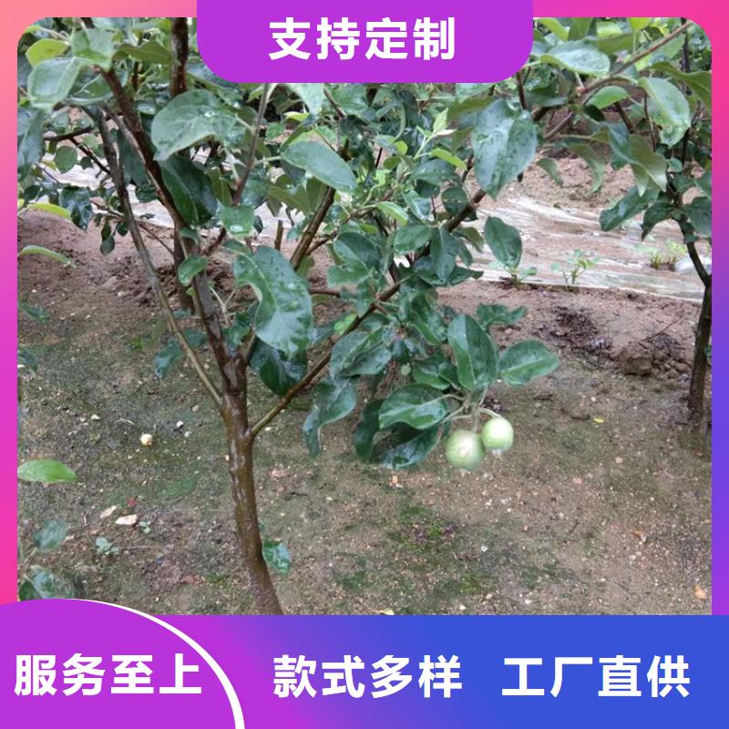 【苹果】苹果苗物流配货上门