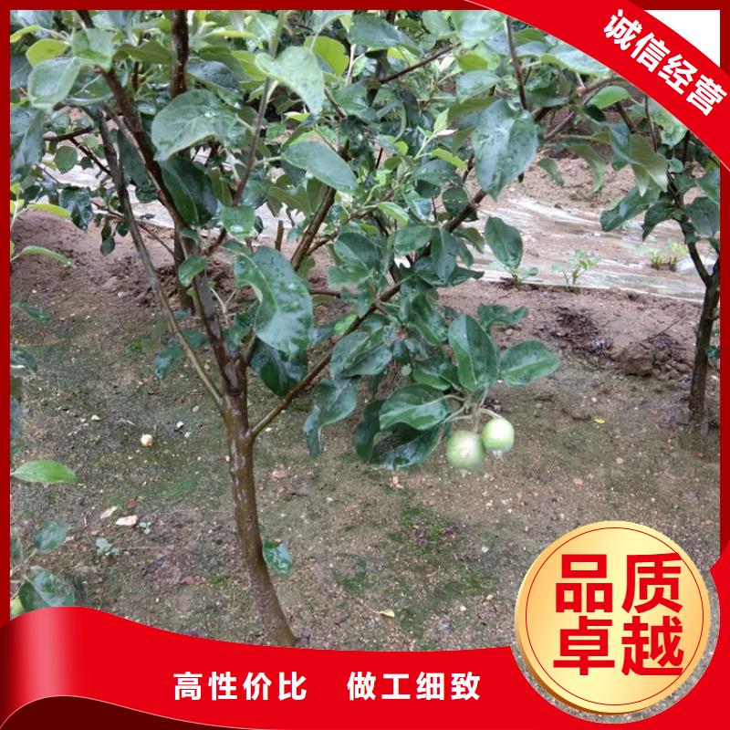 苹果-梨树苗快速物流发货