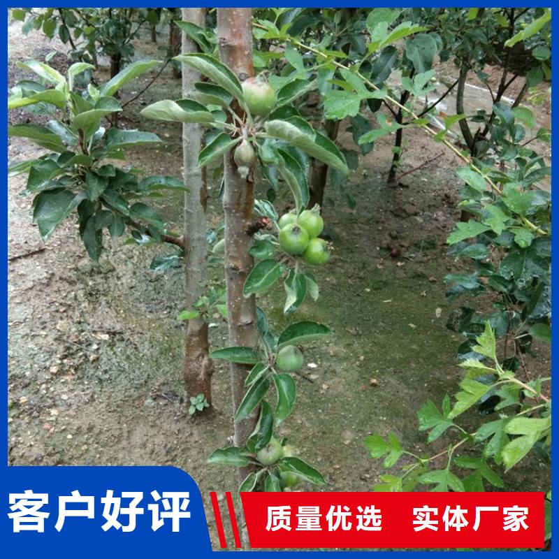 【苹果】苹果苗物流配货上门