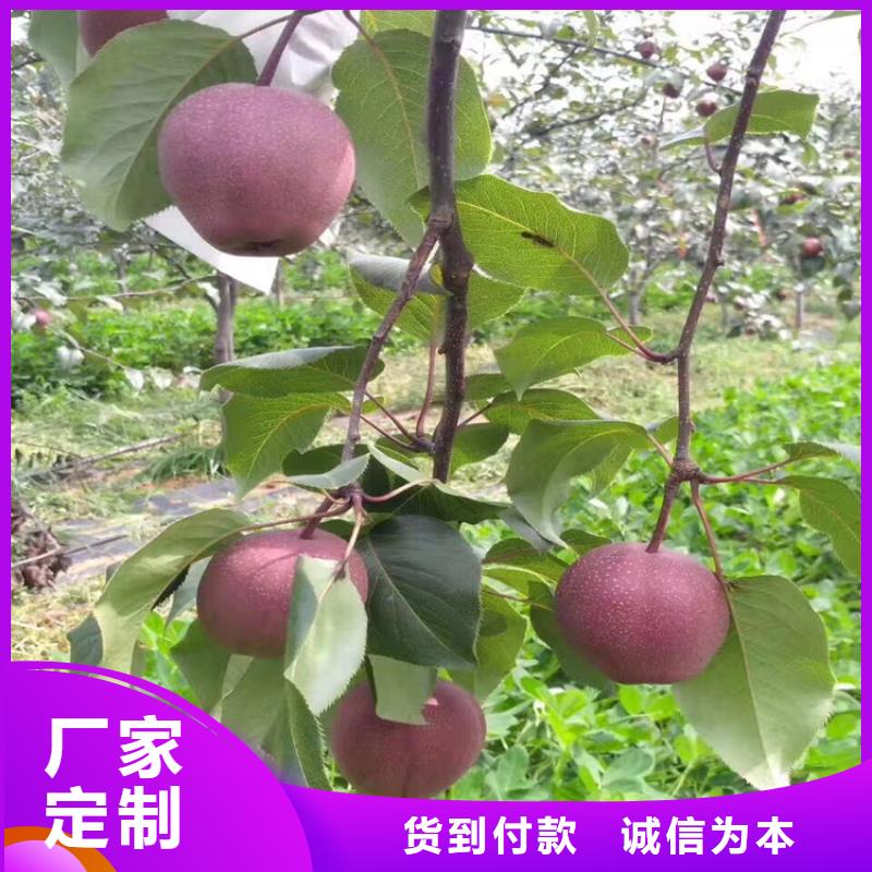 苹果,樱桃苗精工细作品质优良