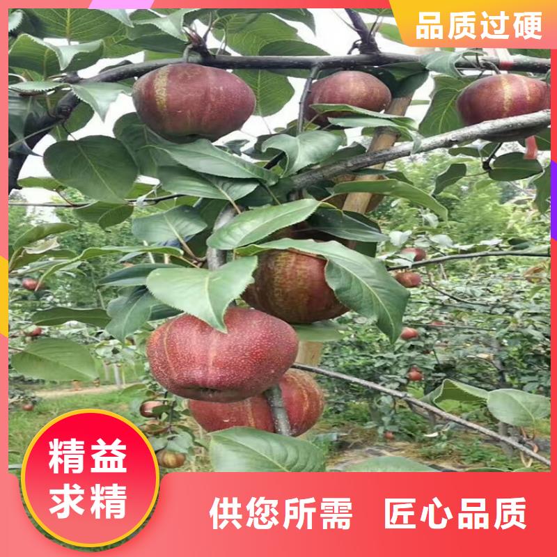 苹果,樱桃苗注重细节