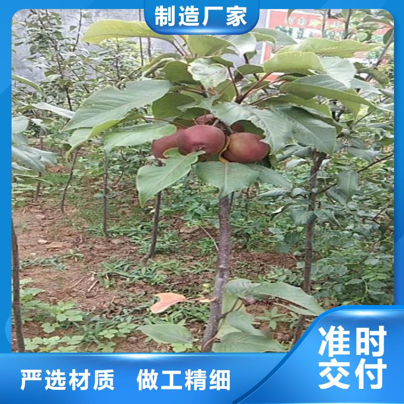 【苹果-苹果苗现货交易】