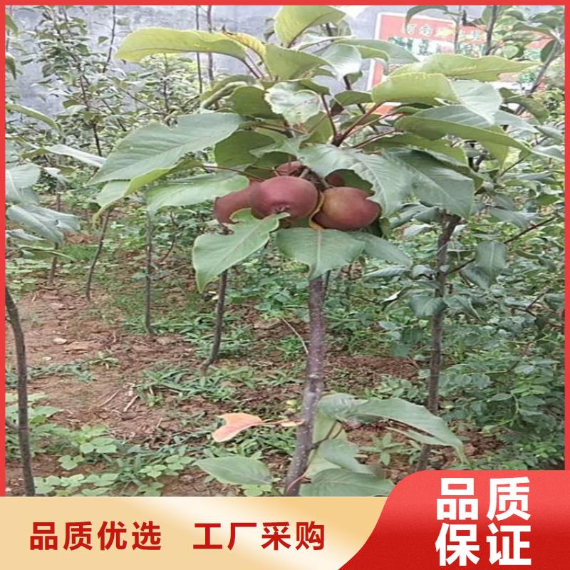 【苹果樱桃苗支持批发零售】
