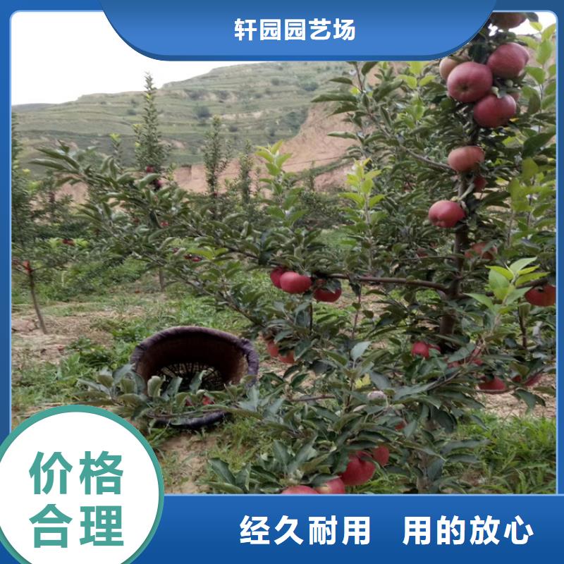 苹果-奶油草莓多种优势放心选择