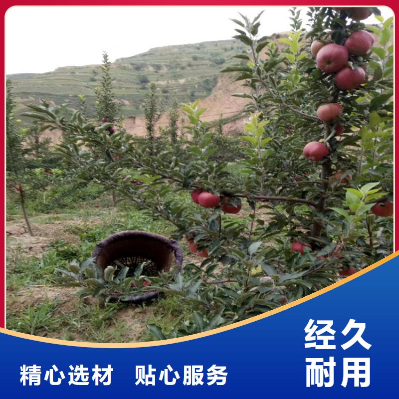 苹果,玛瑙红石榴苗好货直销