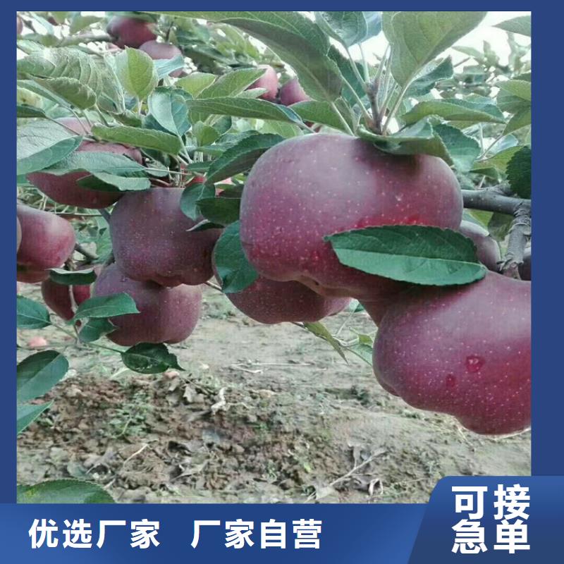 【苹果】苹果苗物流配货上门