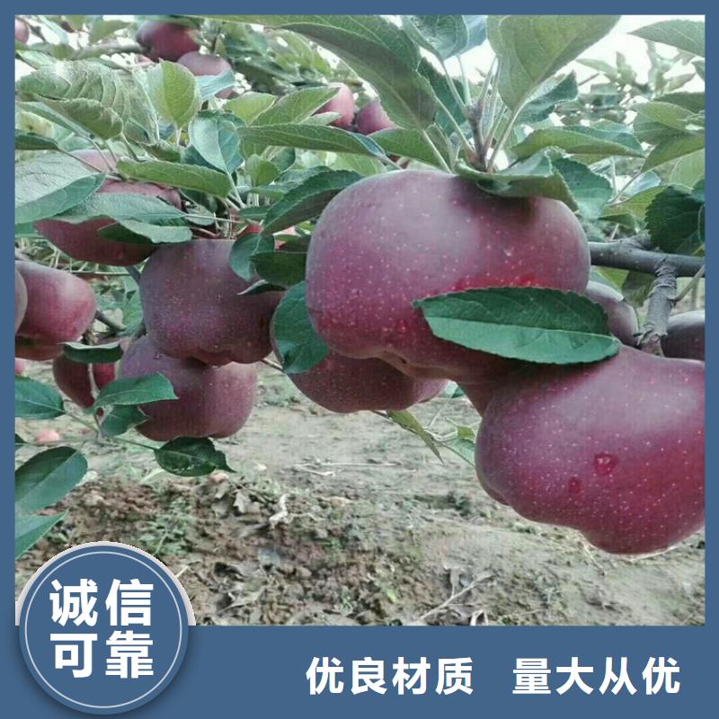 【苹果-苹果苗现货交易】