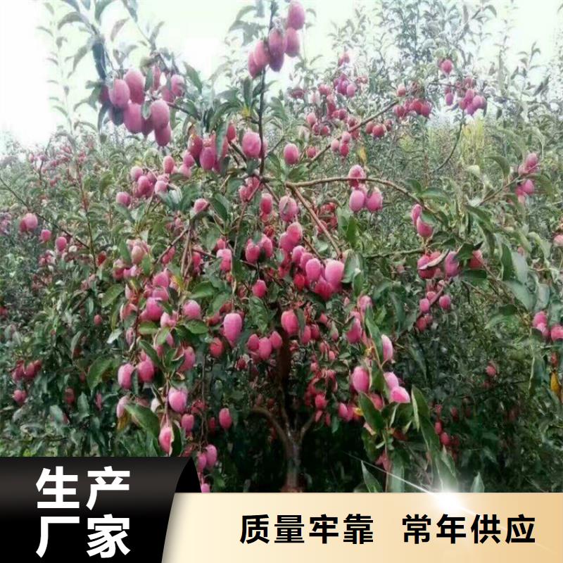 苹果-奶油草莓多种优势放心选择