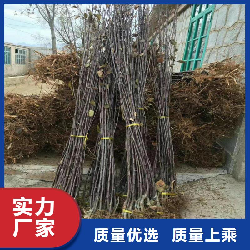 【苹果】苹果苗物流配货上门