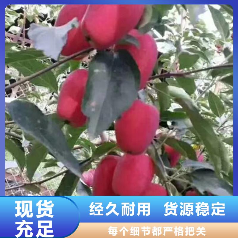 苹果板栗苗直销厂家